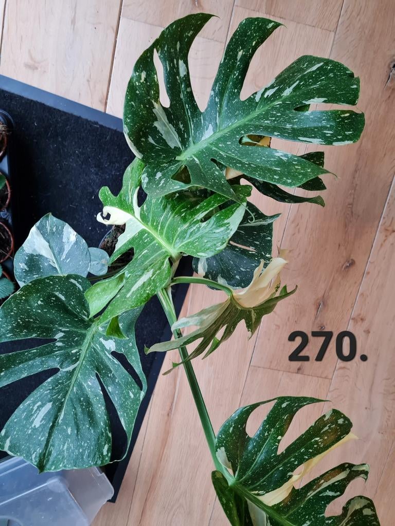 Monstera thai constellation, zeldzame kamerplant, Huis en Inrichting, Kamerplanten, Ophalen of Verzenden, Halfschaduw