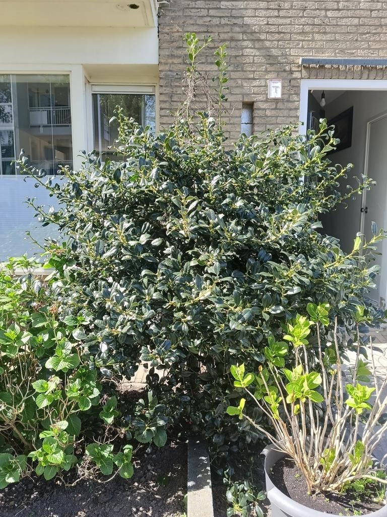 Japanse hulst moet zsm eruit, Ophalen, Struik, 100 tot 250 cm