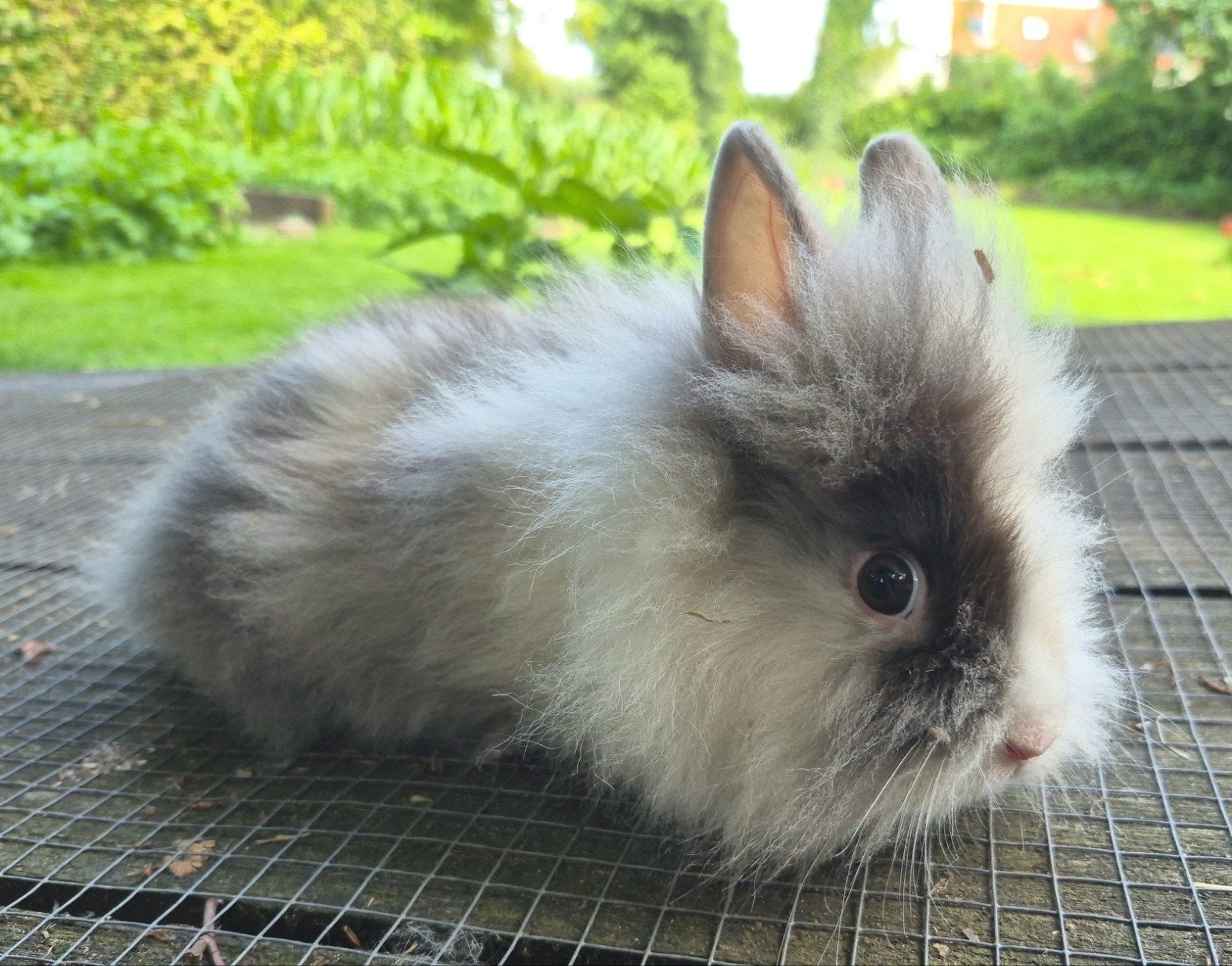 Lieve fluffy jonge konijntjes, dwerg konijnen, Meerdere dieren, Dwerg