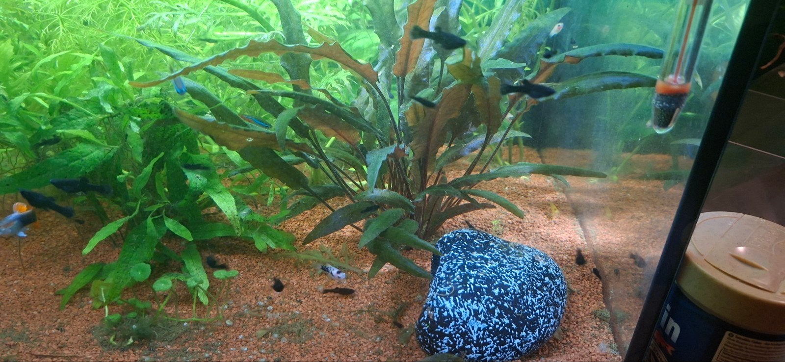 Baby black molly s, Dieren en Toebehoren, Vis