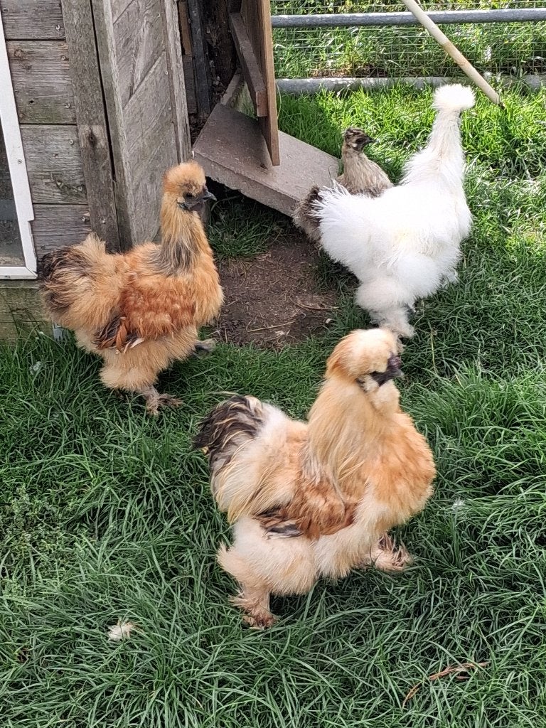 Zijdehoenders, Dieren en Toebehoren, Mannelijk, Kip
