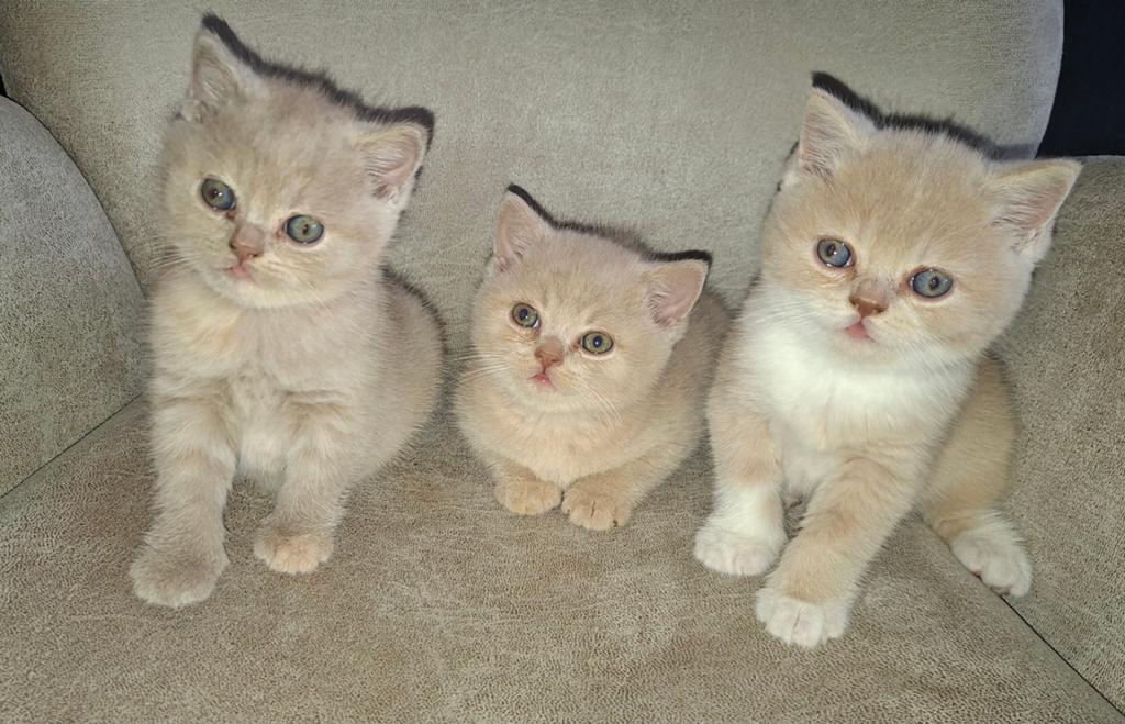 Brits/britse korthaar kittens met stamboom, Dieren en Toebehoren, Katten en Kittens | Raskatten | Korthaar, Meerdere dieren