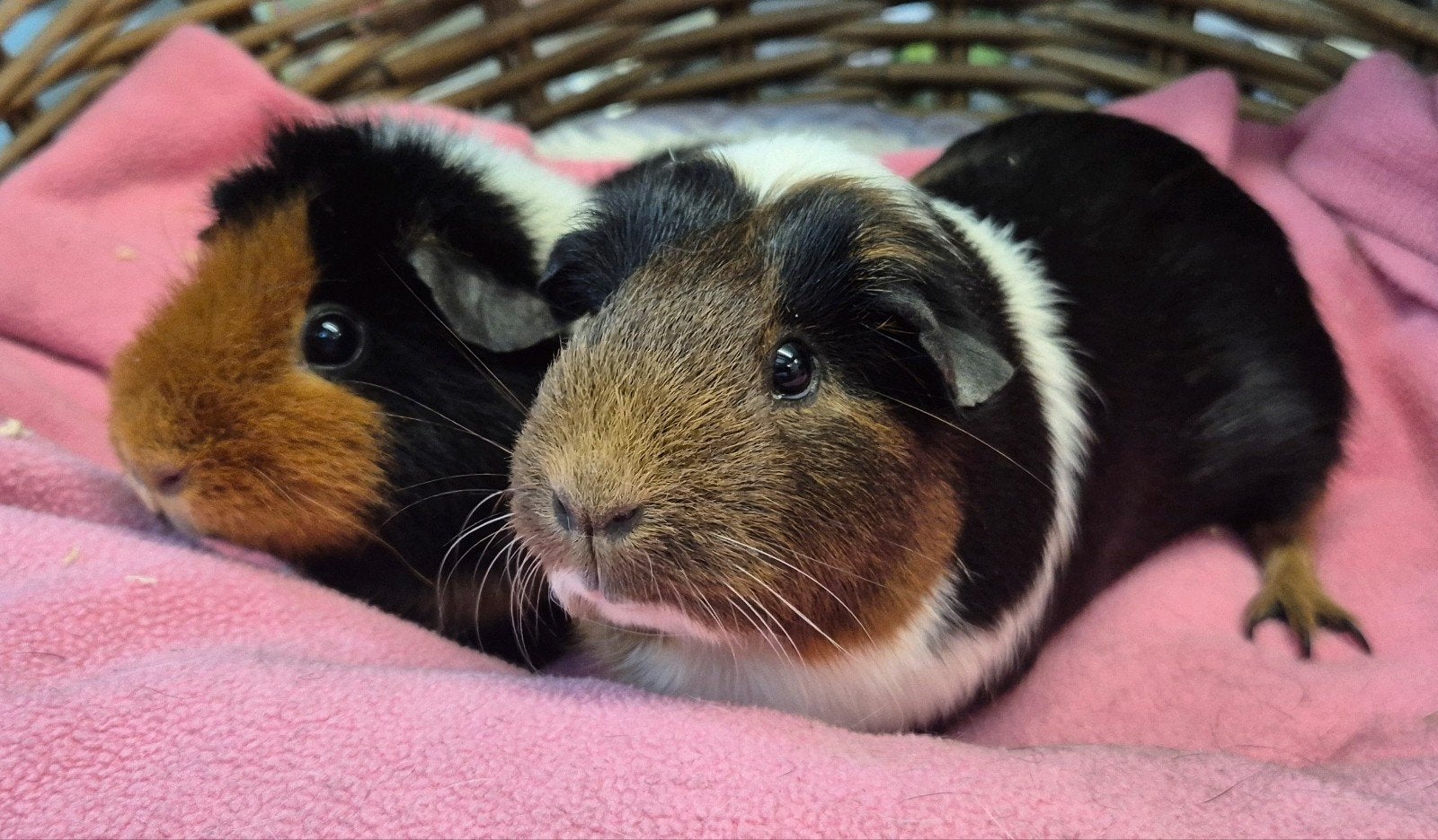 cavia koppel Pluisje & Katy uit de opvang zoeken een tehuis!, September, Meerdere dieren, Cavia
