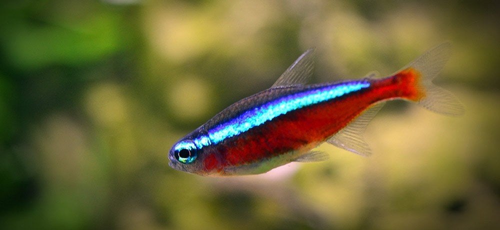 kardinaal xl 3-3,5 cm €2,50, Dieren en Toebehoren, Vis, Zoetwatervis