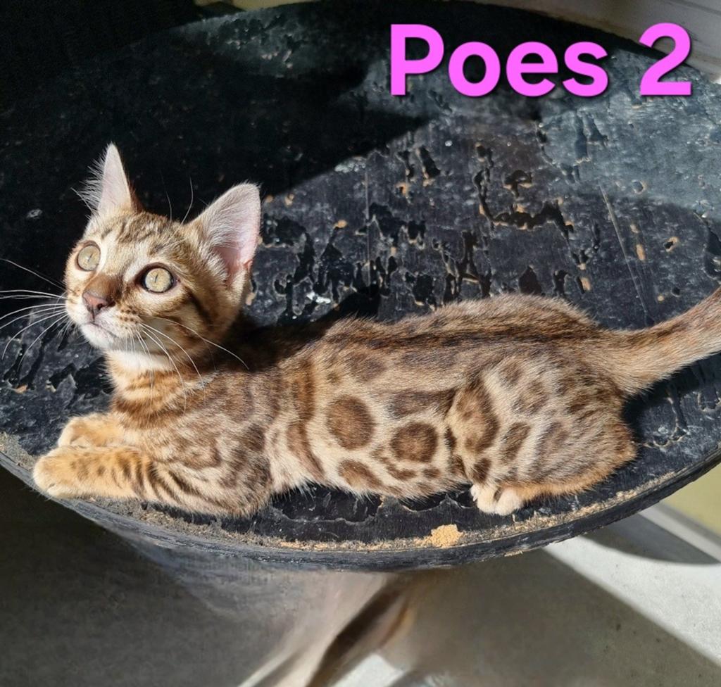 Bengaal kittens met stamboom 🇳🇱, Dieren en Toebehoren, Katten en Kittens | Overige Katten, Meerdere dieren, Kortharig, 0 tot 2 jaar