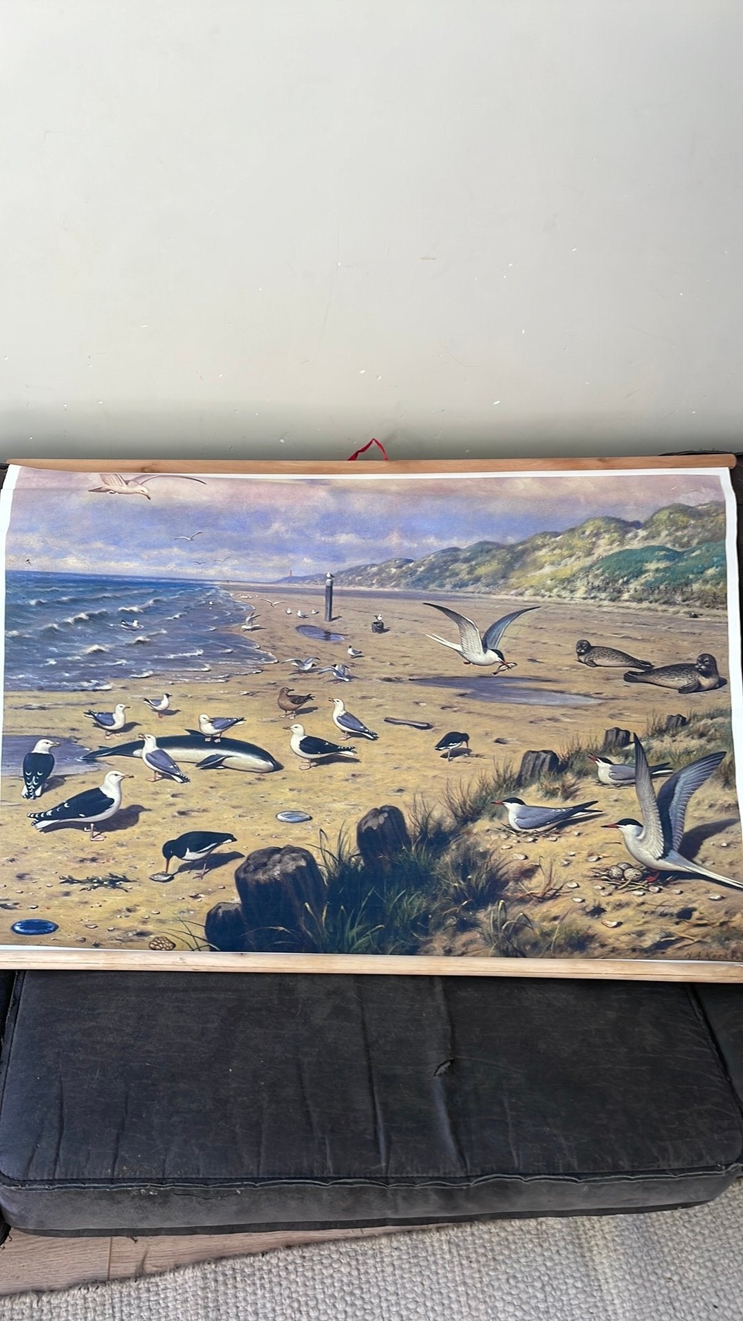 Schoolplaat kust/strand, Antiek en Kunst, Antiek | Schoolplaten, Ophalen, Natuur en Biologie