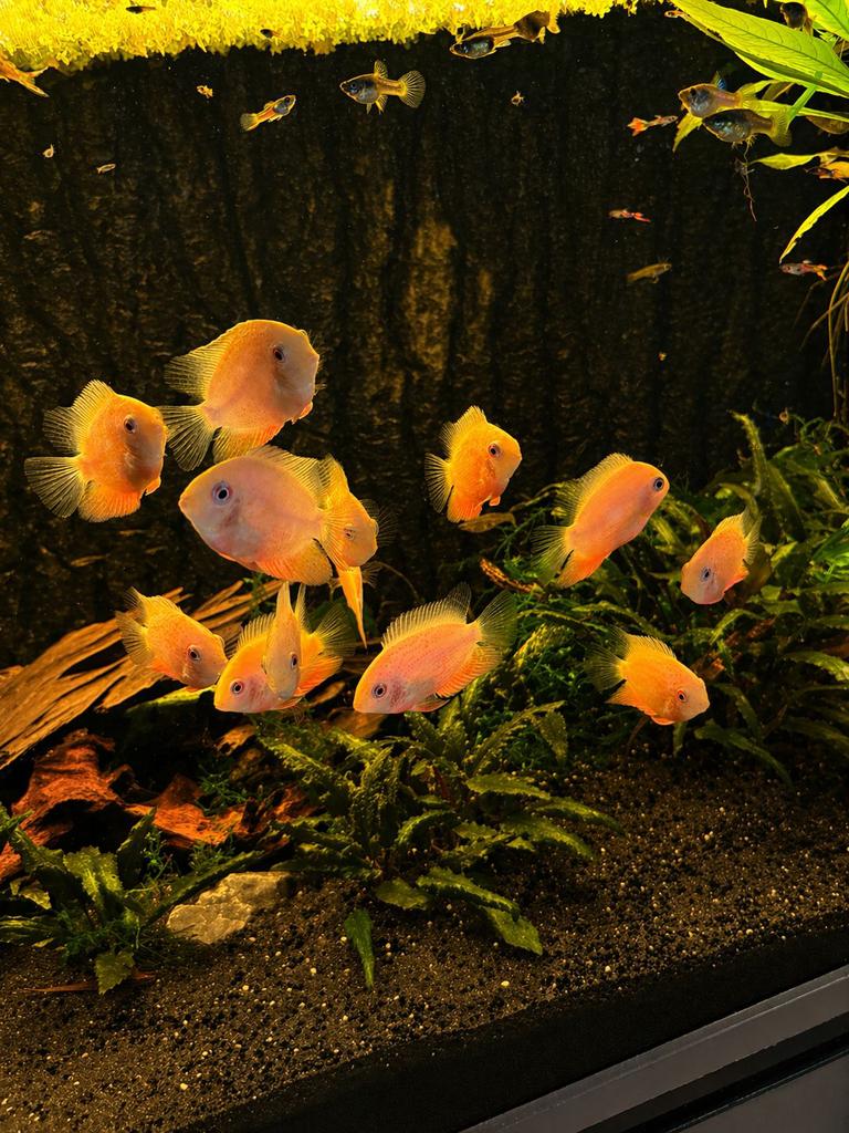 Heros Severum Red Spotted, Dieren en Toebehoren, Vissen | Aquariumvissen, Vis