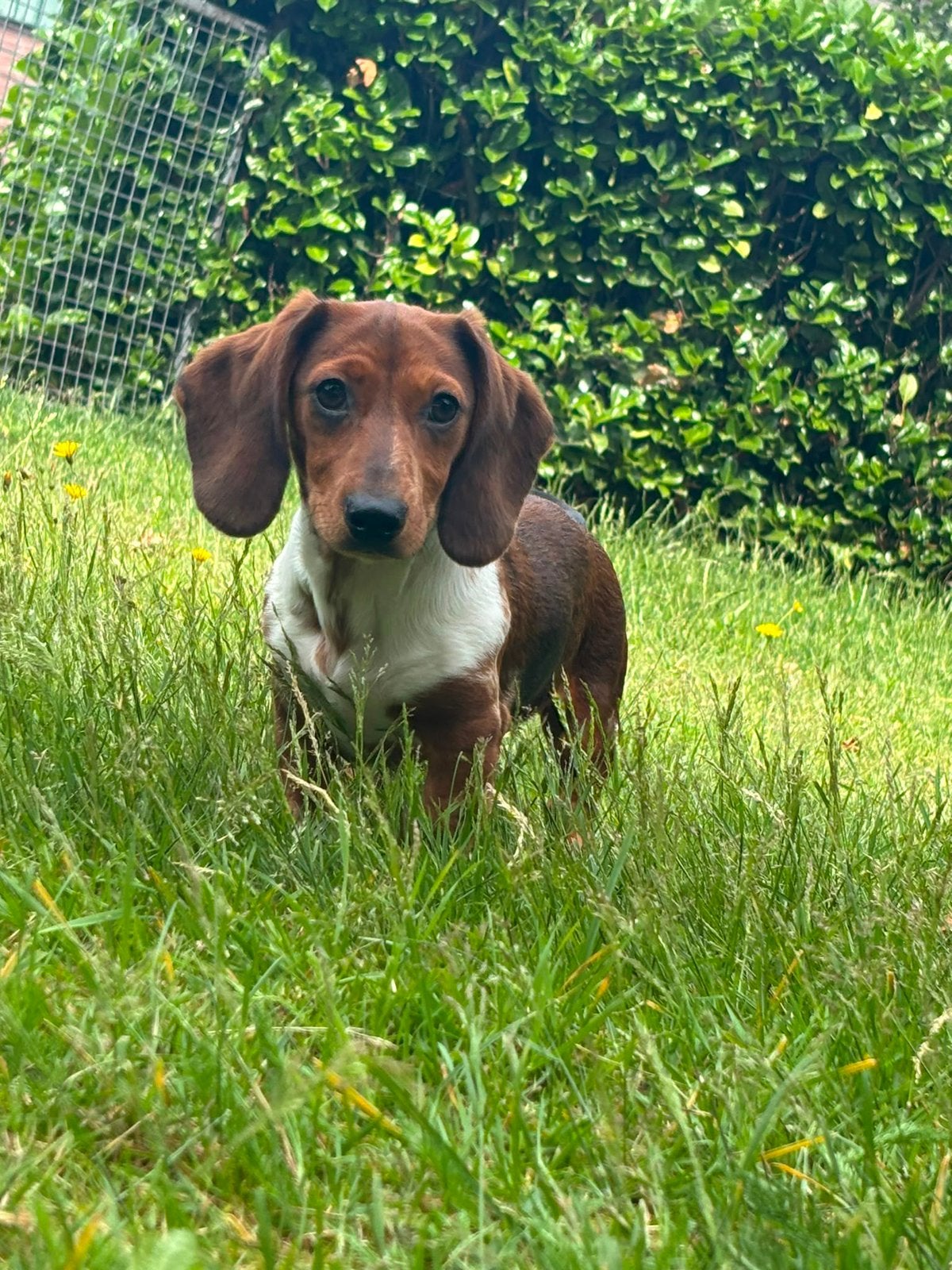 Te koop mooie piebalt teckel pup pups dwergteckelpuppy, Dieren en Toebehoren, Honden | Teckels en Dashonden, Parvo, Nederland