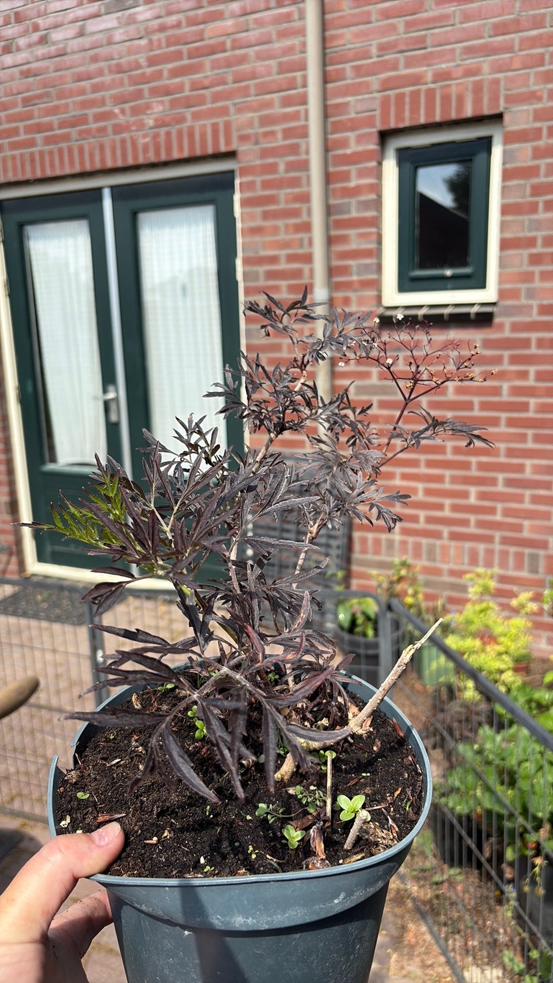 Vlier Black Lace in pot, Tuin en Terras, Overige soorten, 250 tot 400 cm, Zomer, Ophalen