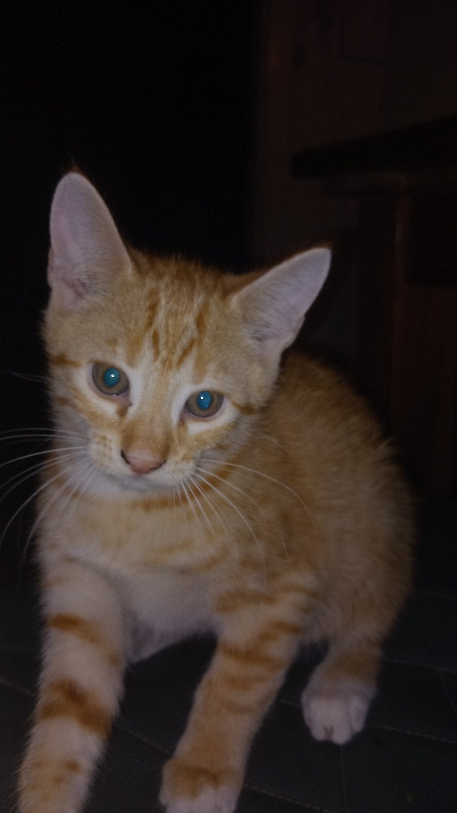 schattige lieve boerderij kitten te koop, Dieren en Toebehoren, Kater, 0 tot 2 jaar