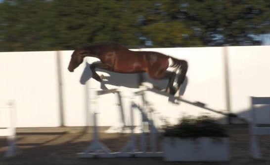 3 jarige kwpn gefokte D pony, Met stamboom, Ruin, Springpony, 3 tot 6 jaar