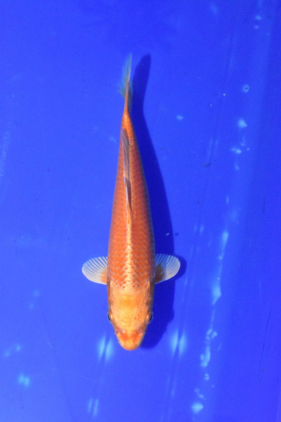 hq Oranje Ogon van de kweker Ogata, Karper of Koi