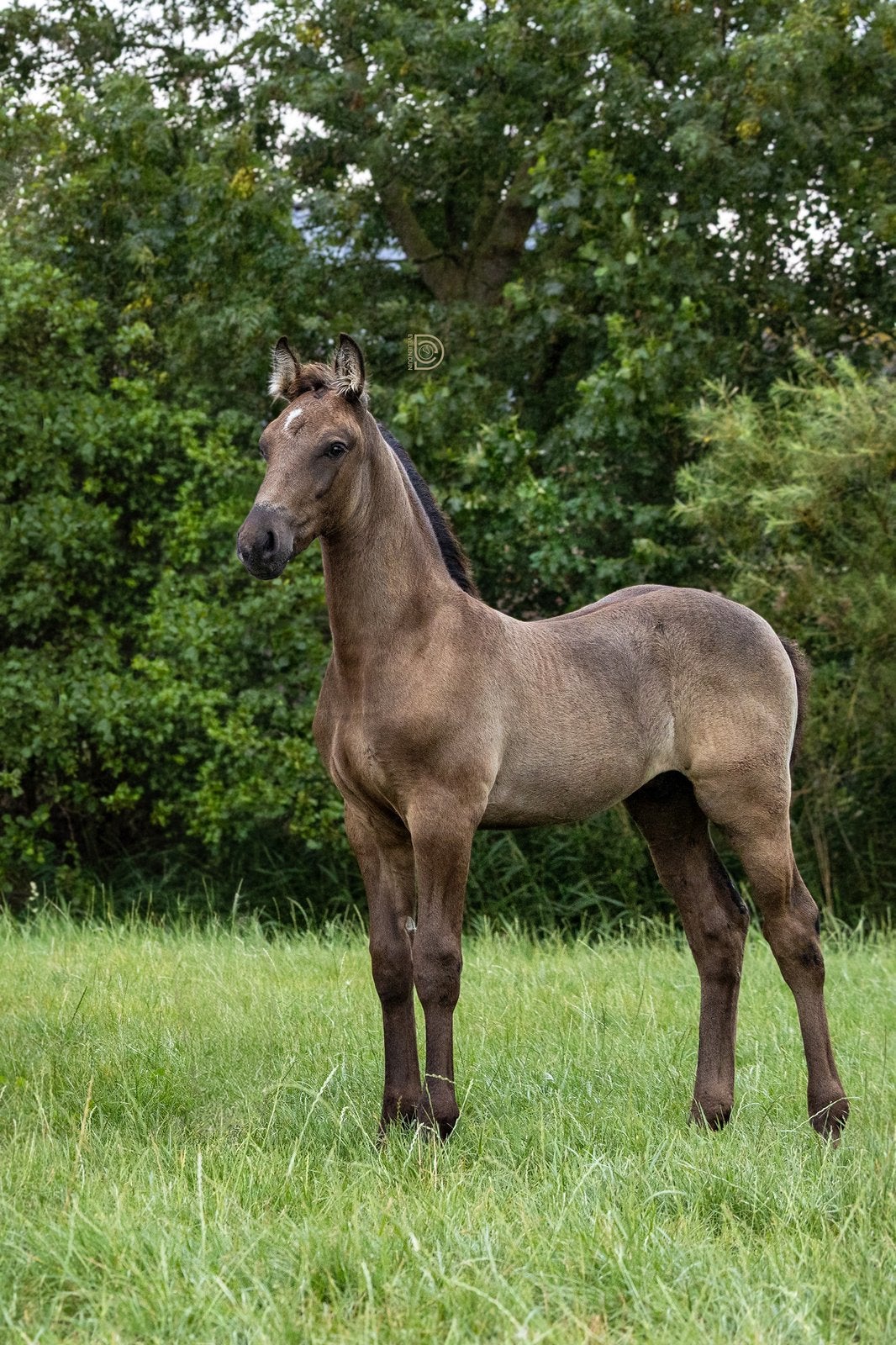 Smokey black hengst veulen van mei 2026, Dieren en Toebehoren, Paarden, Hengst, Niet van toepassing, 165 tot 170 cm, 0 tot 2 jaar