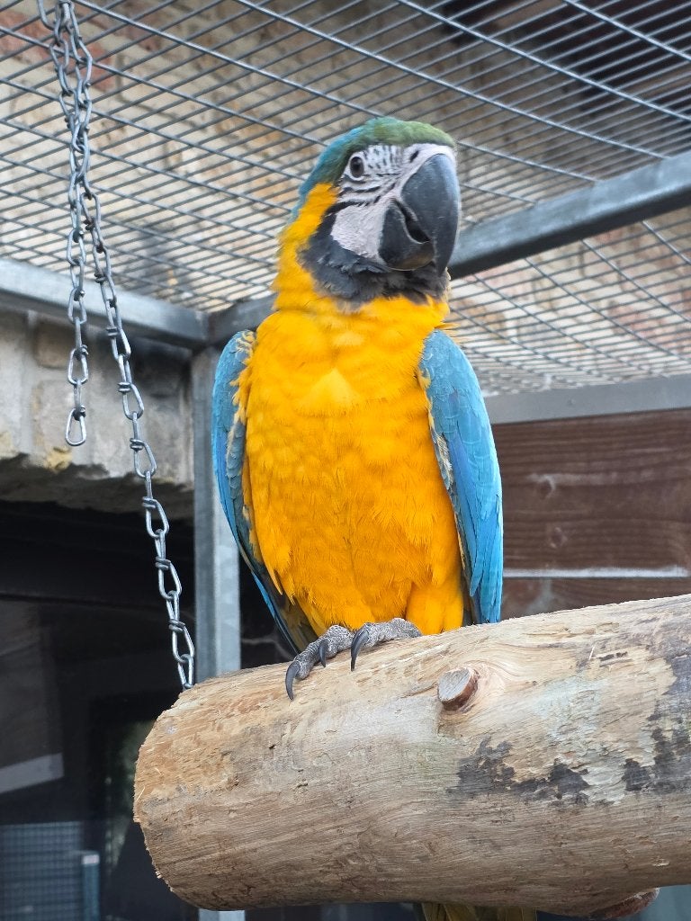 Blauw gele ara natuurbroed, Dieren en Toebehoren, Mannelijk, Papegaai, Geringd