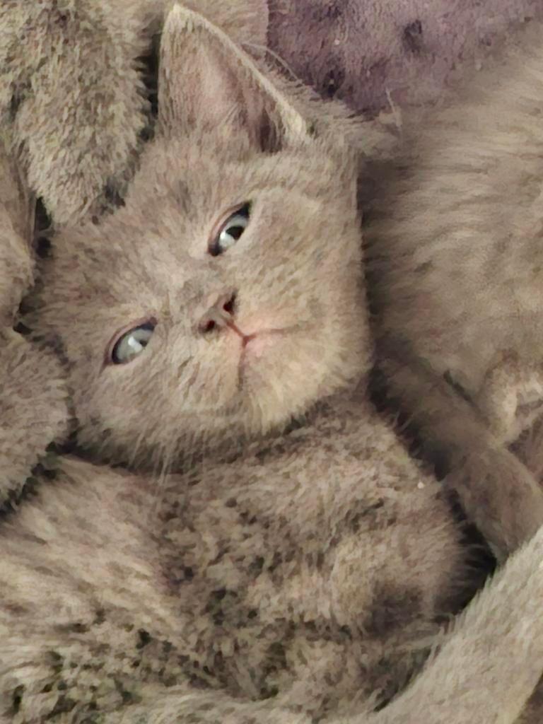 Prachtig kruising Blauwe rus katertje te koop, Meerdere dieren