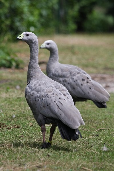 Gevraagd koppel cereopsis, Meerdere dieren, Gans of Zwaan