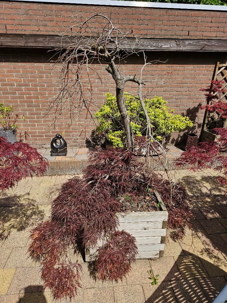 % Japanse Esdoorn (Acer) in houten plantenbak plant 1, Tuin en Terras, Ophalen, Bloeit niet, Overige soorten, Halfschaduw