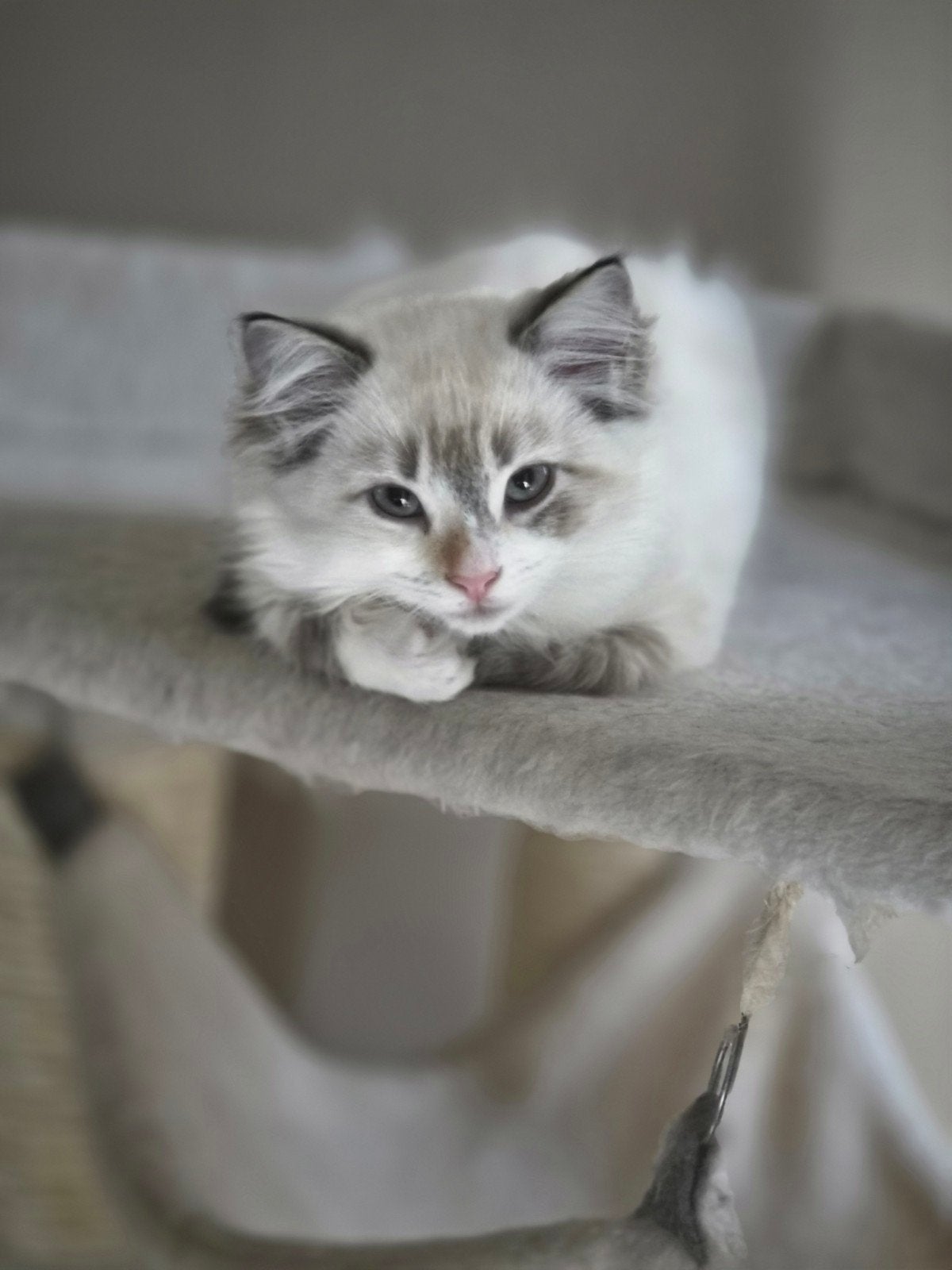 Britse langhaar x Ragdoll kittens, Poes, Ontwormd