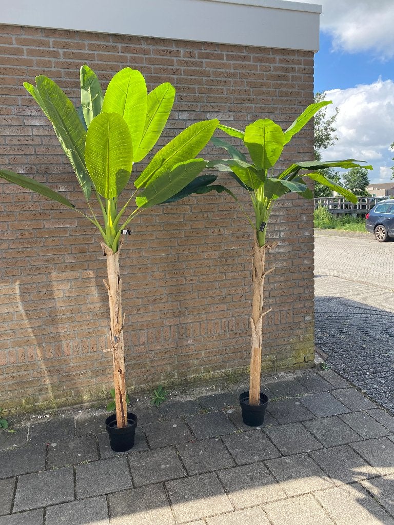 BANANEN PLANTEN TE HUUR, PALM BOMEN, Ophalen, Geboorte of Huwelijk