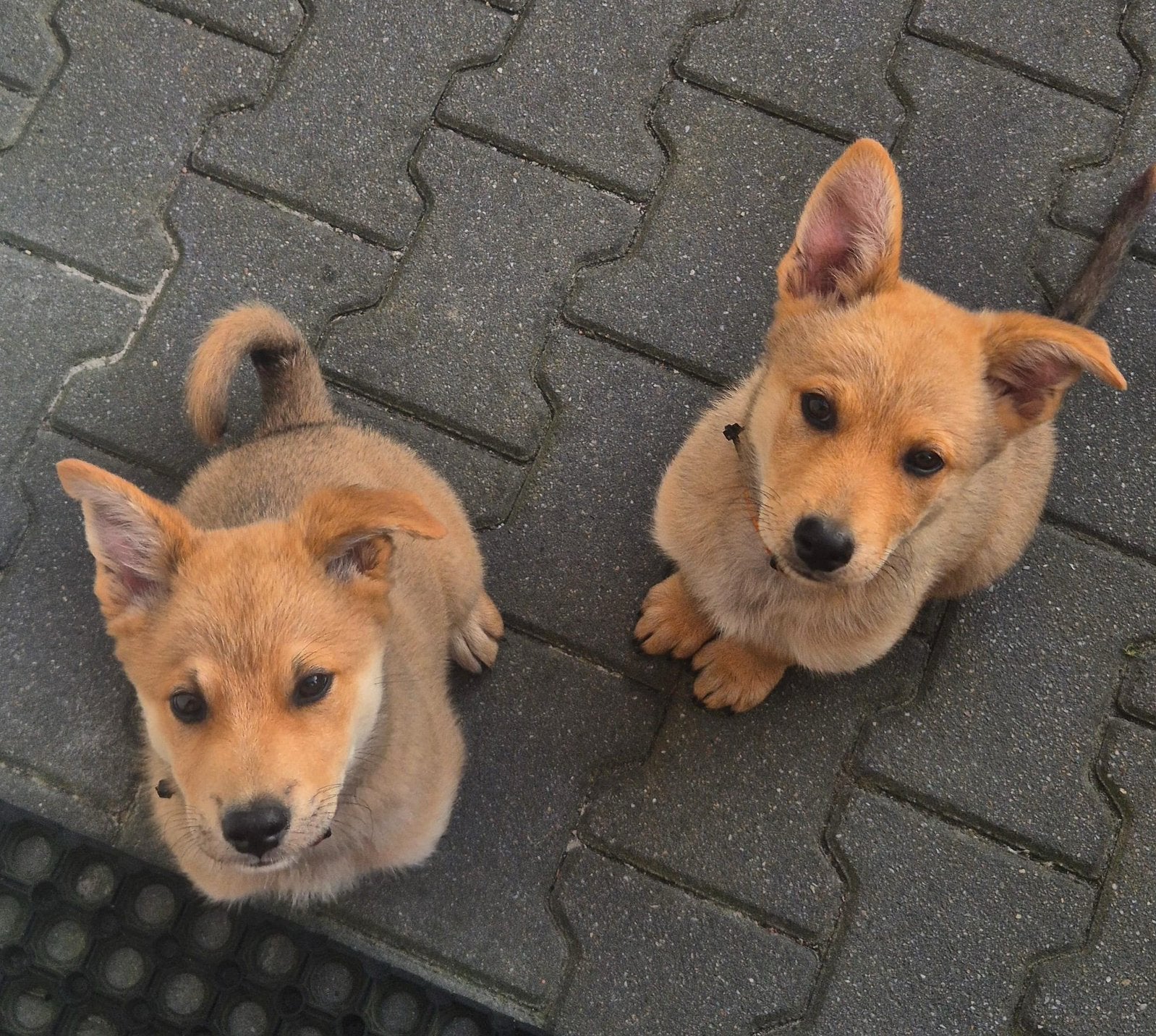 Puppy’s Eurasiër / Herdermix kruising, Parvo, Overige rassen, 8 tot 15 weken, Meerdere