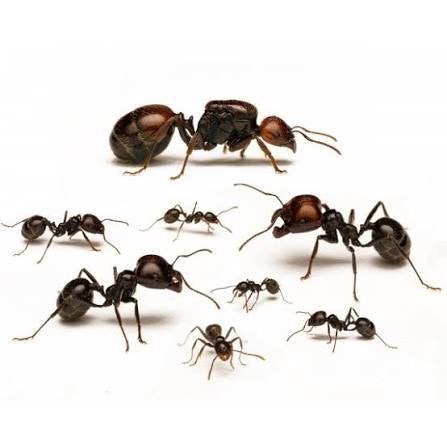 Messor barbarus kolonie 5-10 werksters, Mieren