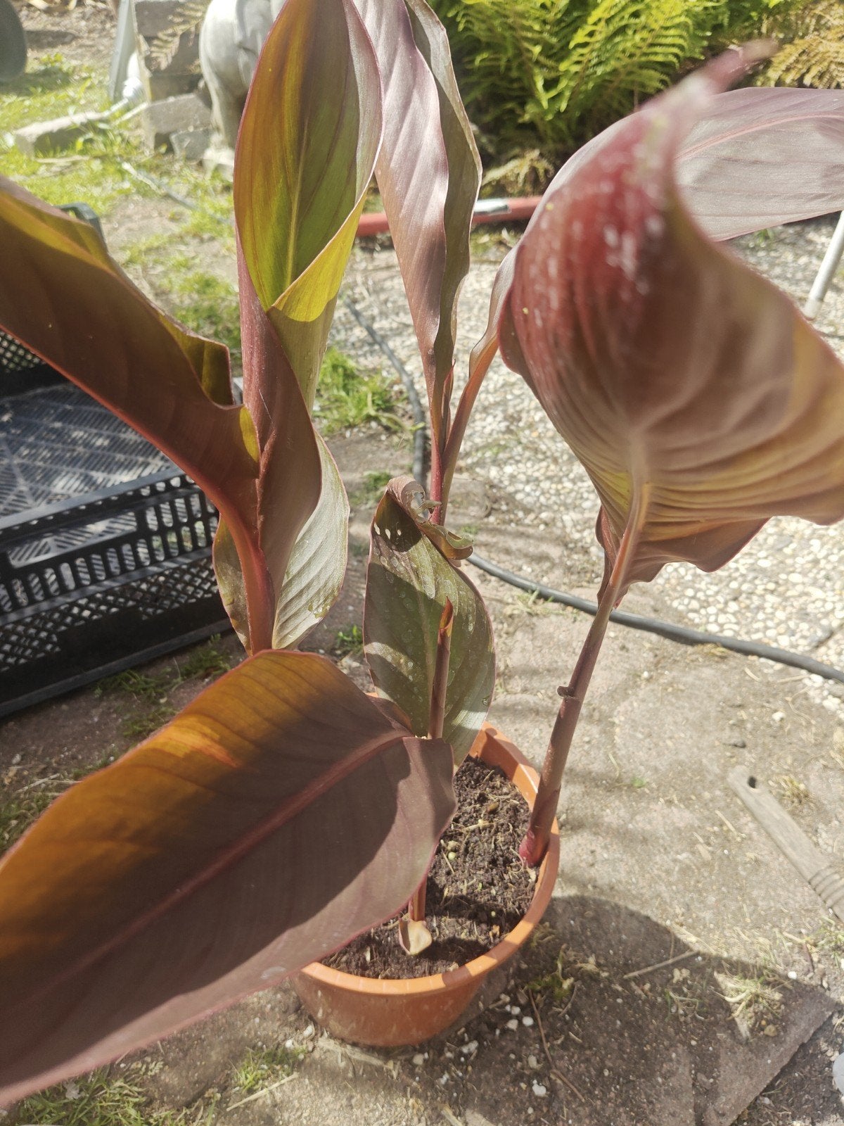 Canna purperei, Overige soorten, Volle zon, Vaste plant, Ophalen of Verzenden