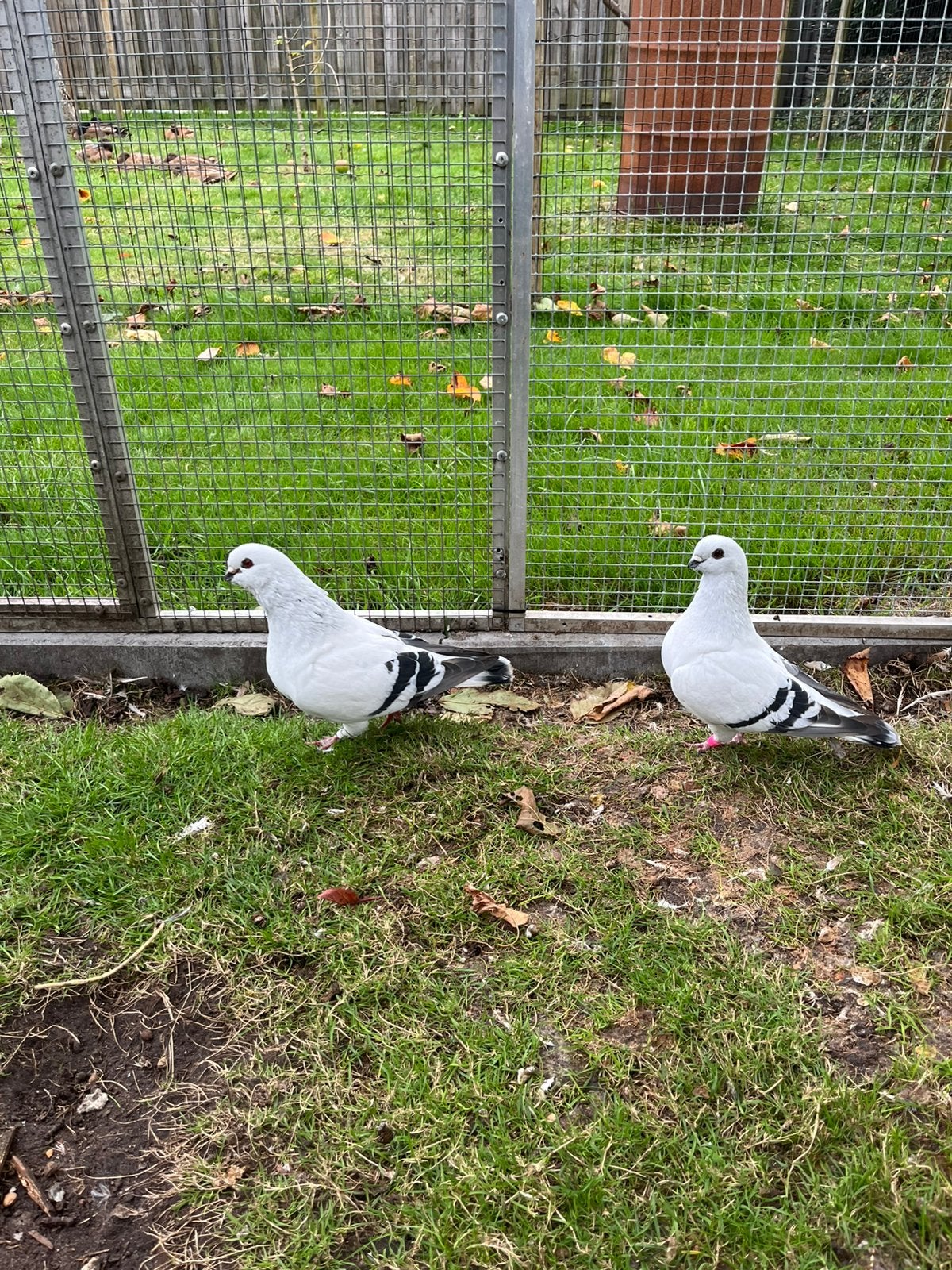 Mooi koppel damaceners, Meerdere dieren, Overige soorten