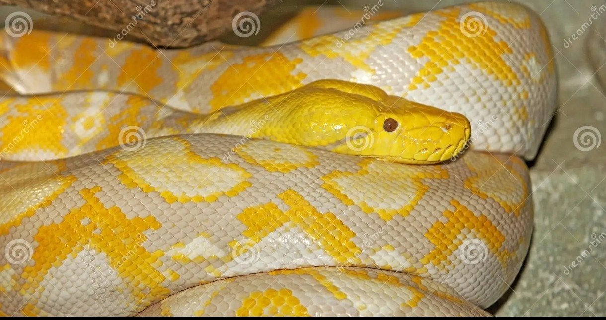 Netpython, Dieren en Toebehoren, Reptielen en Amfibieën, Slang, 0 tot 2 jaar, Tam