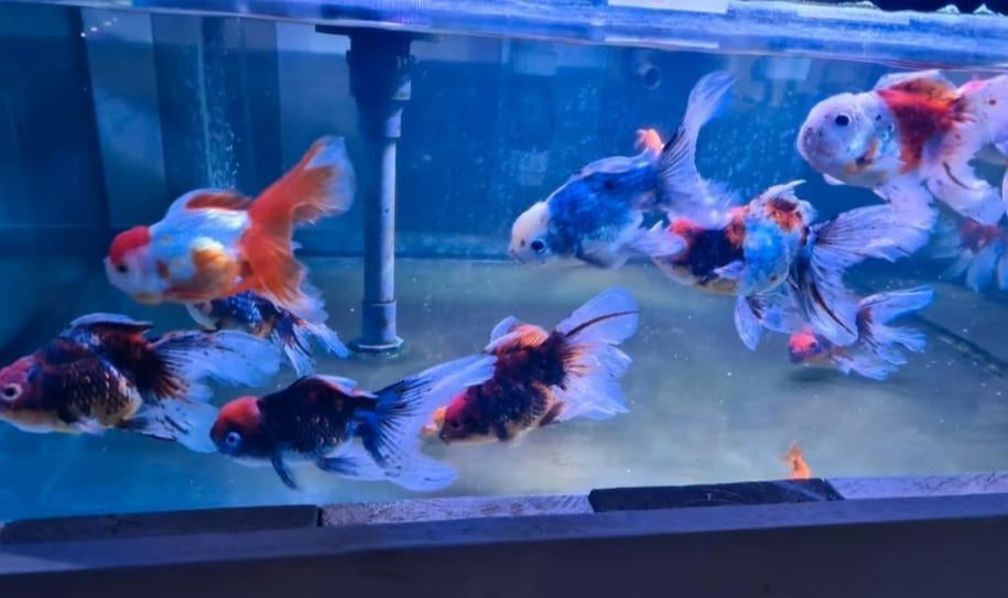 Handpick Oranda Goudvis leeuwenkop Ca + 17 cm / Koidreams, Goudvis(sen)