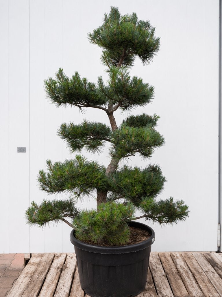 Pinus Sylvestrus, Bloeit niet, Overige soorten, Minder dan 100 cm, Ophalen