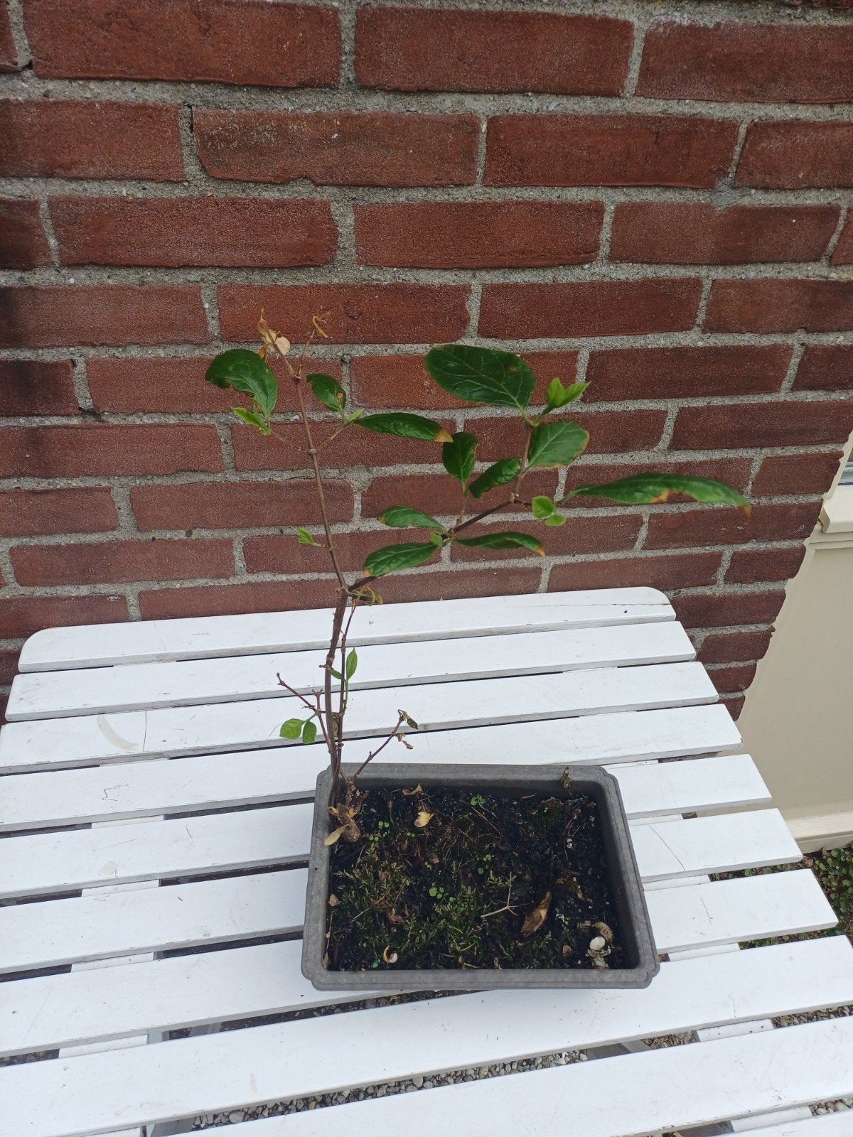 Diospyros kaki (Kaki/Persimmon) - Jonge plant, Tuin en Terras, Ophalen, Volle zon, Vaste plant, Fruitplanten
