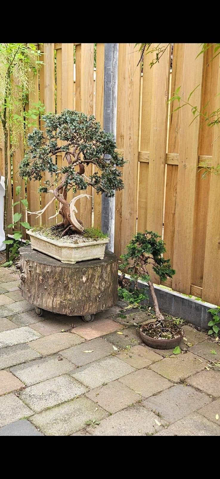 bonsai, Tuin en Terras, Planten | Bomen, Ophalen, Bloeit niet, Halfschaduw, Overige soorten