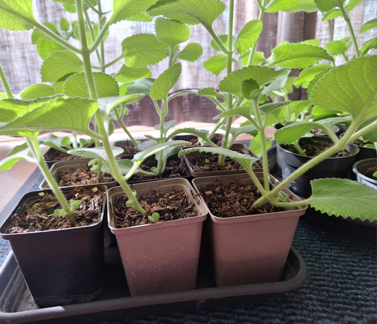 Cubaanse oregano  (vijf in een kruid), Ophalen, Eenjarig, Overige soorten, Volle zon