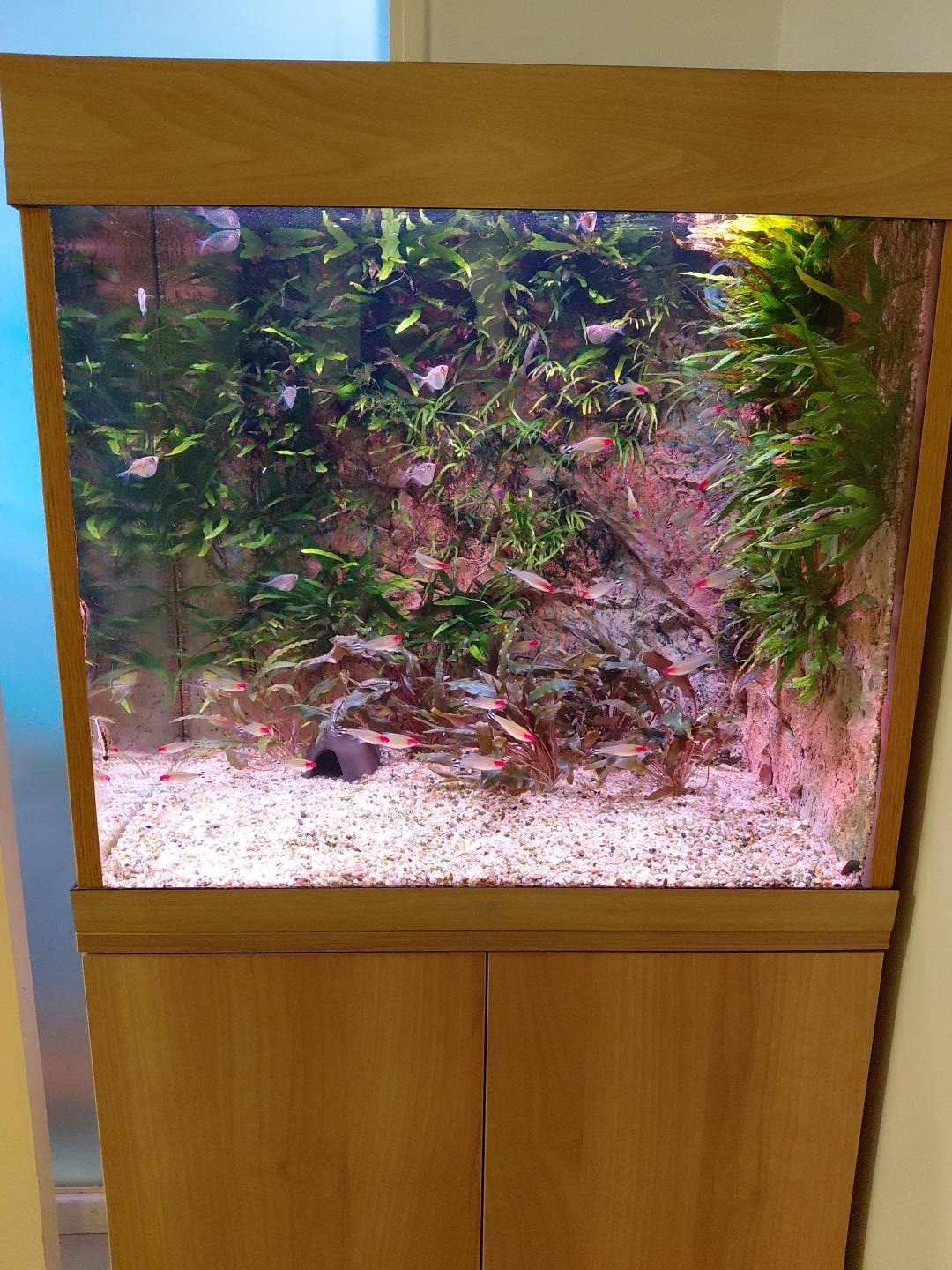 Overcomplete en zeer nette Juwel lido 120!!!, Dieren en Toebehoren, Ophalen, Zo goed als nieuw, Overige typen, Juwel
