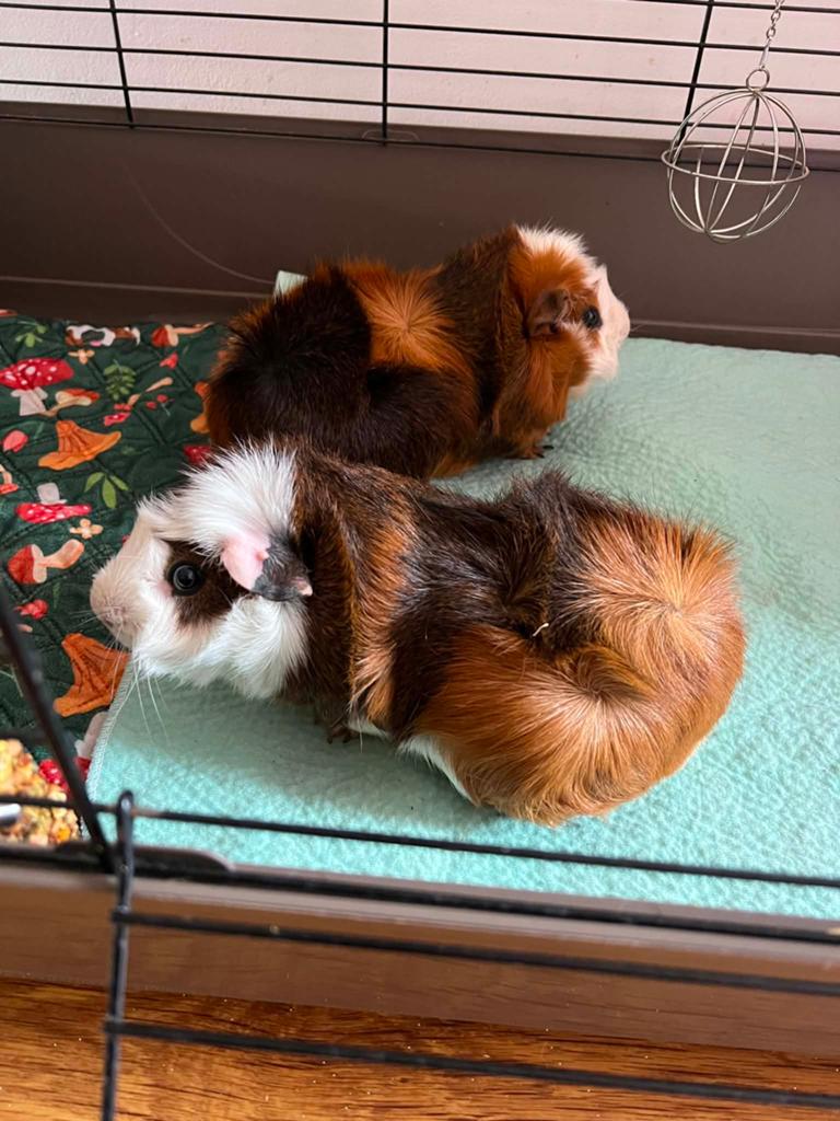 Twee cavia's zoeken een nieuw thuis, Oktober, Mannelijk, Cavia