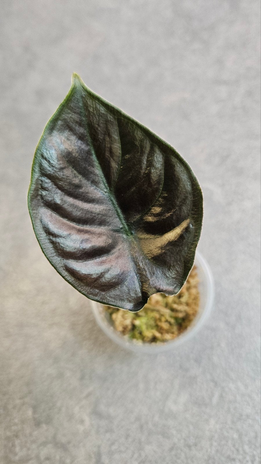 Alocasia Infernalis Kapit Black Magic, Ophalen of Verzenden, Halfschaduw, Minder dan 100 cm