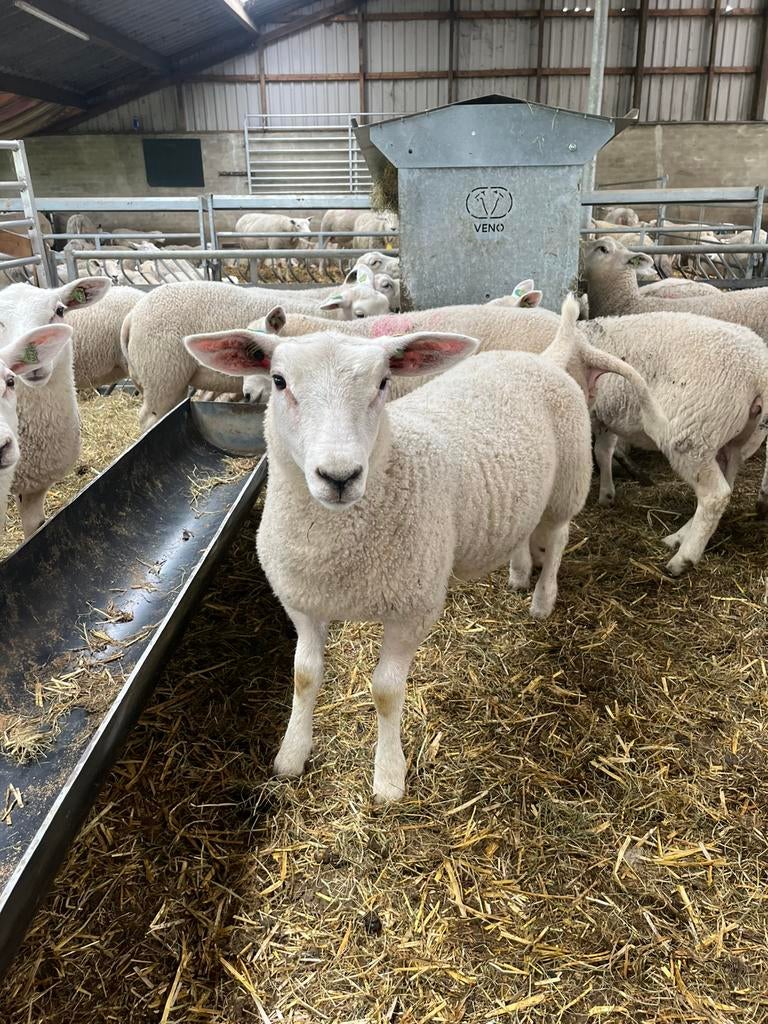 Swifter ooilammeren, Dieren en Toebehoren, Vrouwelijk, Schaap