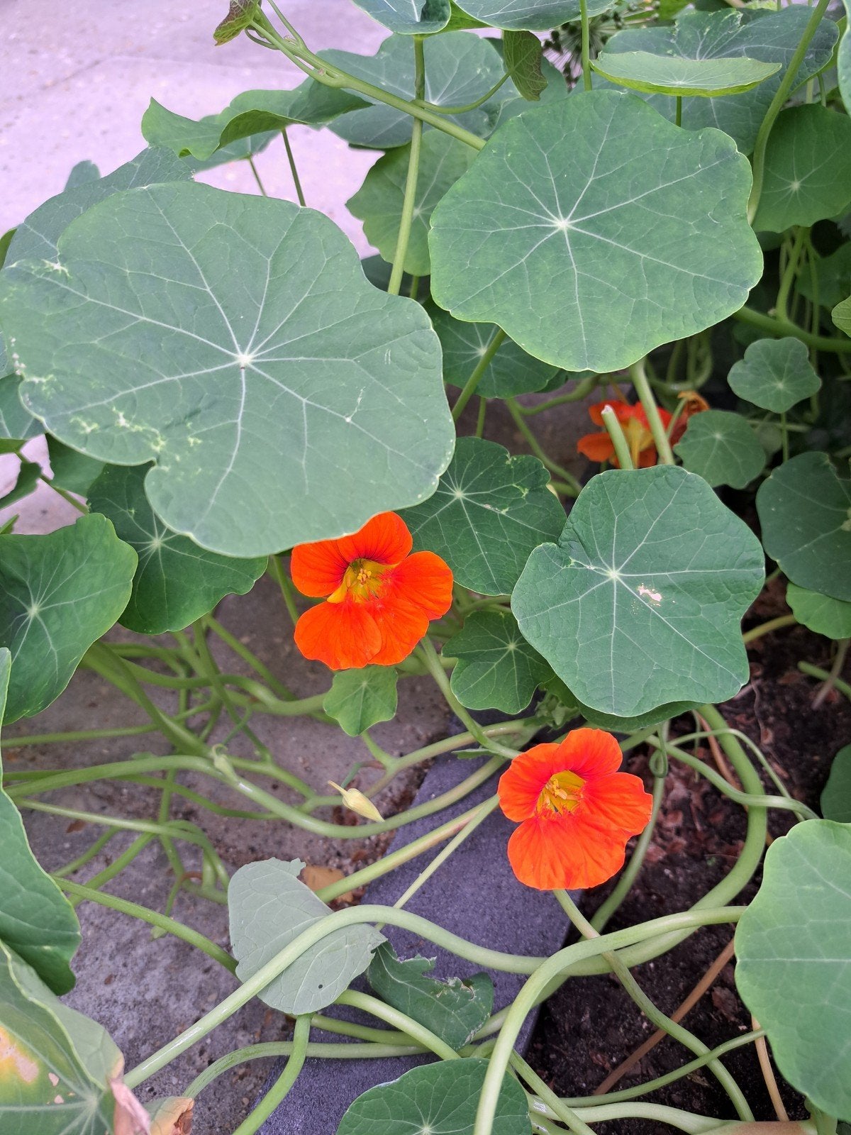 Oost Indische kers (grote en kleine planten), Ophalen, Zomer, Volle zon