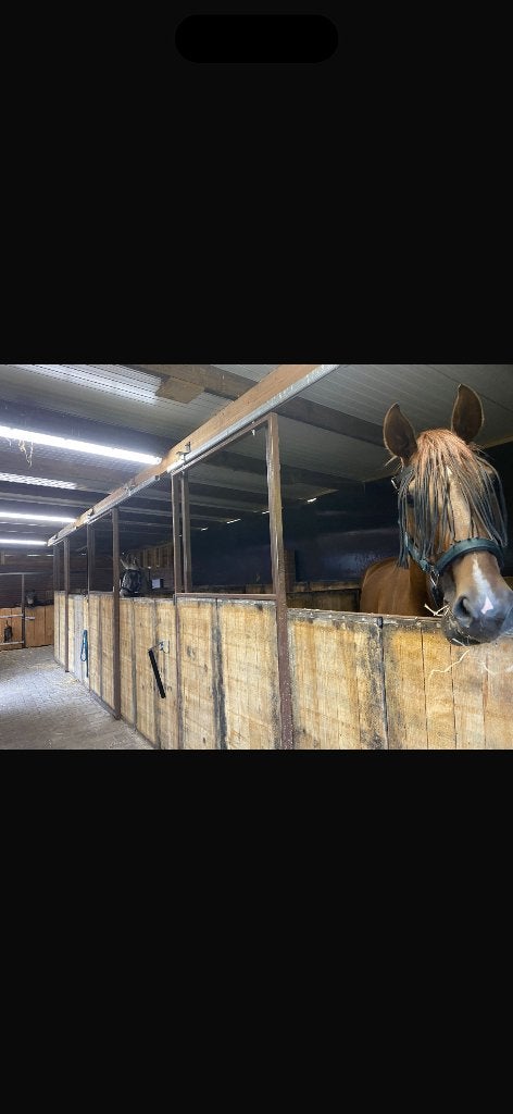 Pensionstalling, Dieren en Toebehoren, Stalling, 1 paard of pony