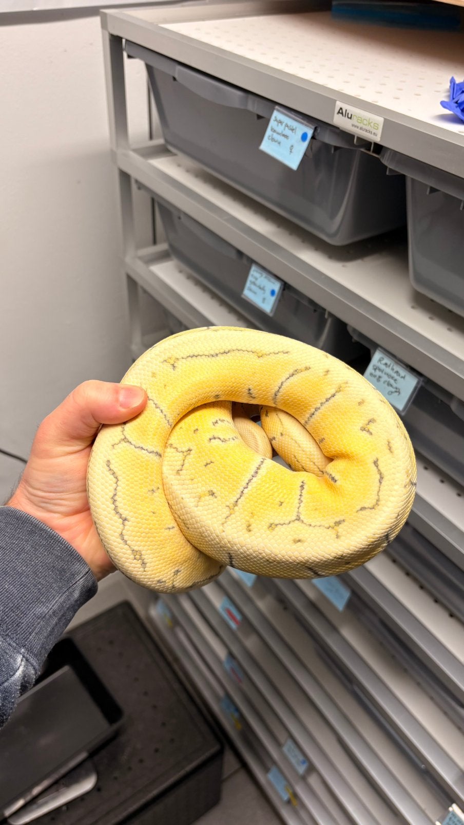 Pastel pinstripe desert ghost ball python Ball Python photo 5