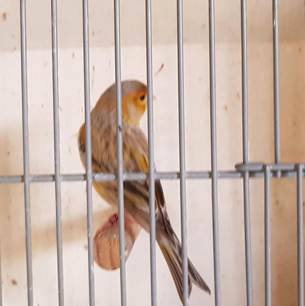 Bastaard putter man, Mannelijk, Wildzangvogel
