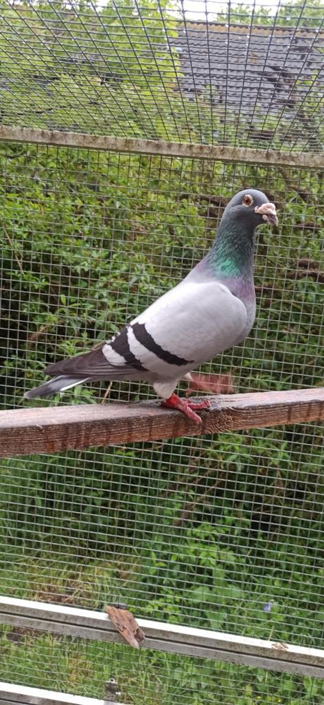 Postduiven kwerkdoffer, Dieren en Toebehoren, Vogels | Duiven, Mannelijk, Postduif