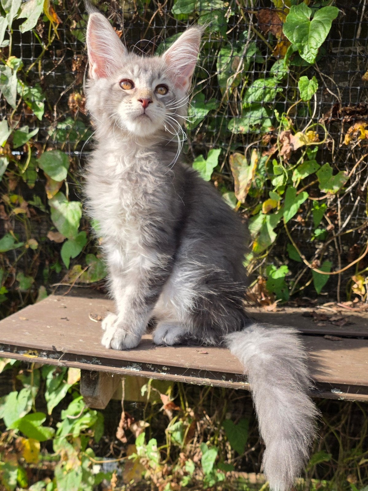 prachtige maine coon kittens met stamboom, Dieren en Toebehoren, Meerdere dieren, Met stamboom, 0 tot 2 jaar