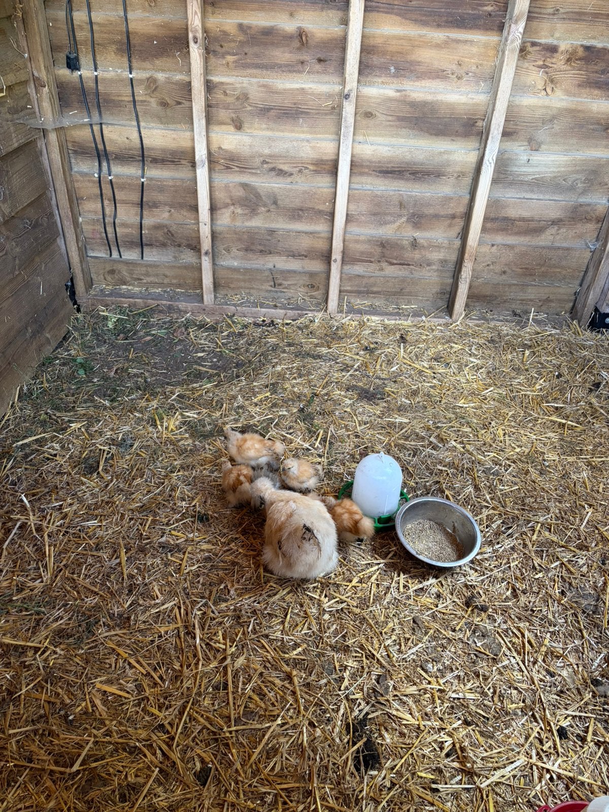 6 kuikens en moeder, Dieren en Toebehoren, Pluimvee, Meerdere dieren, Kip