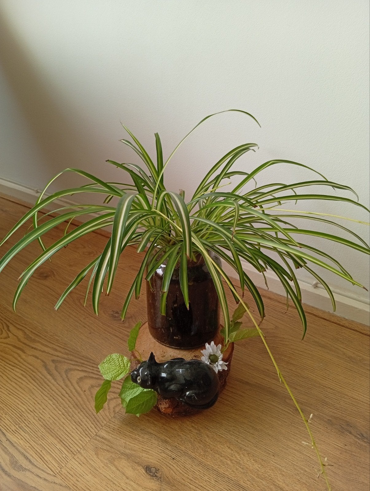 Grote graslelie plant, Huis en Inrichting, Kamerplanten, Ophalen of Verzenden
