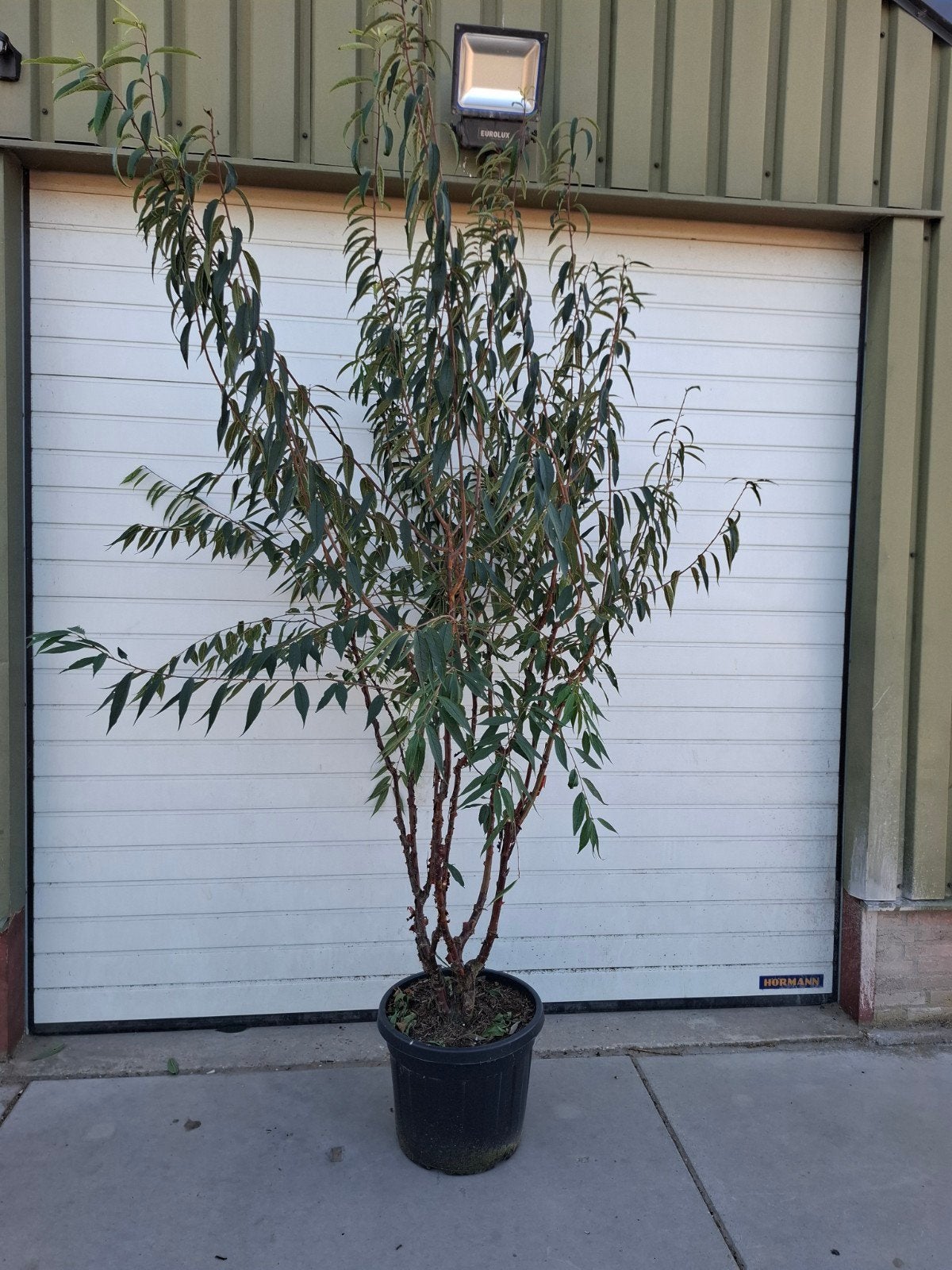 prunus serrula meerstammige 250-300 cm Tibetaanse sierkers, Ophalen, In pot, Volle zon, Overige soorten