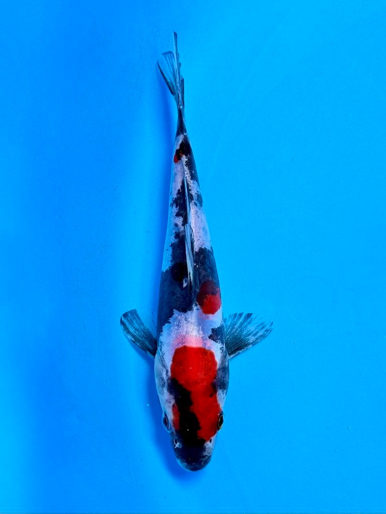 Doitsu Showa tosai 14-18cm Kase Japanse koi, Karper of Koi