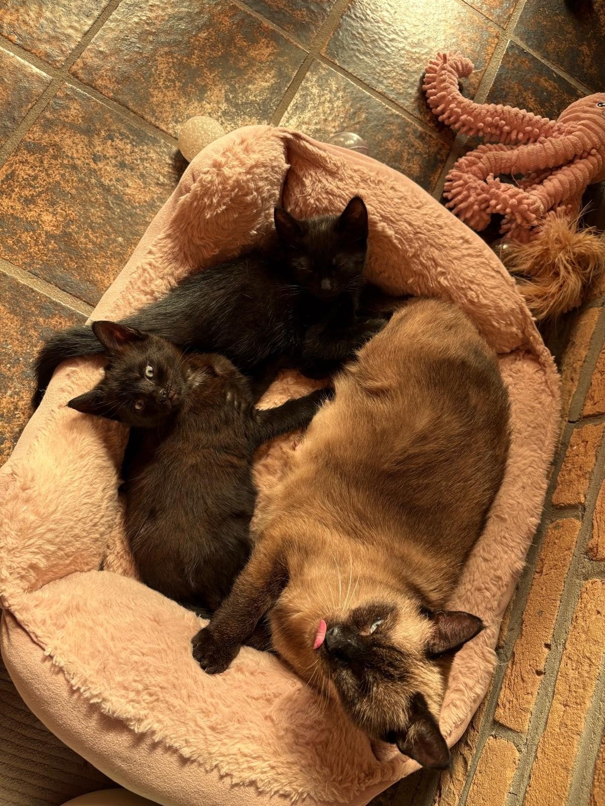 kittens moeder siamees, Meerdere dieren