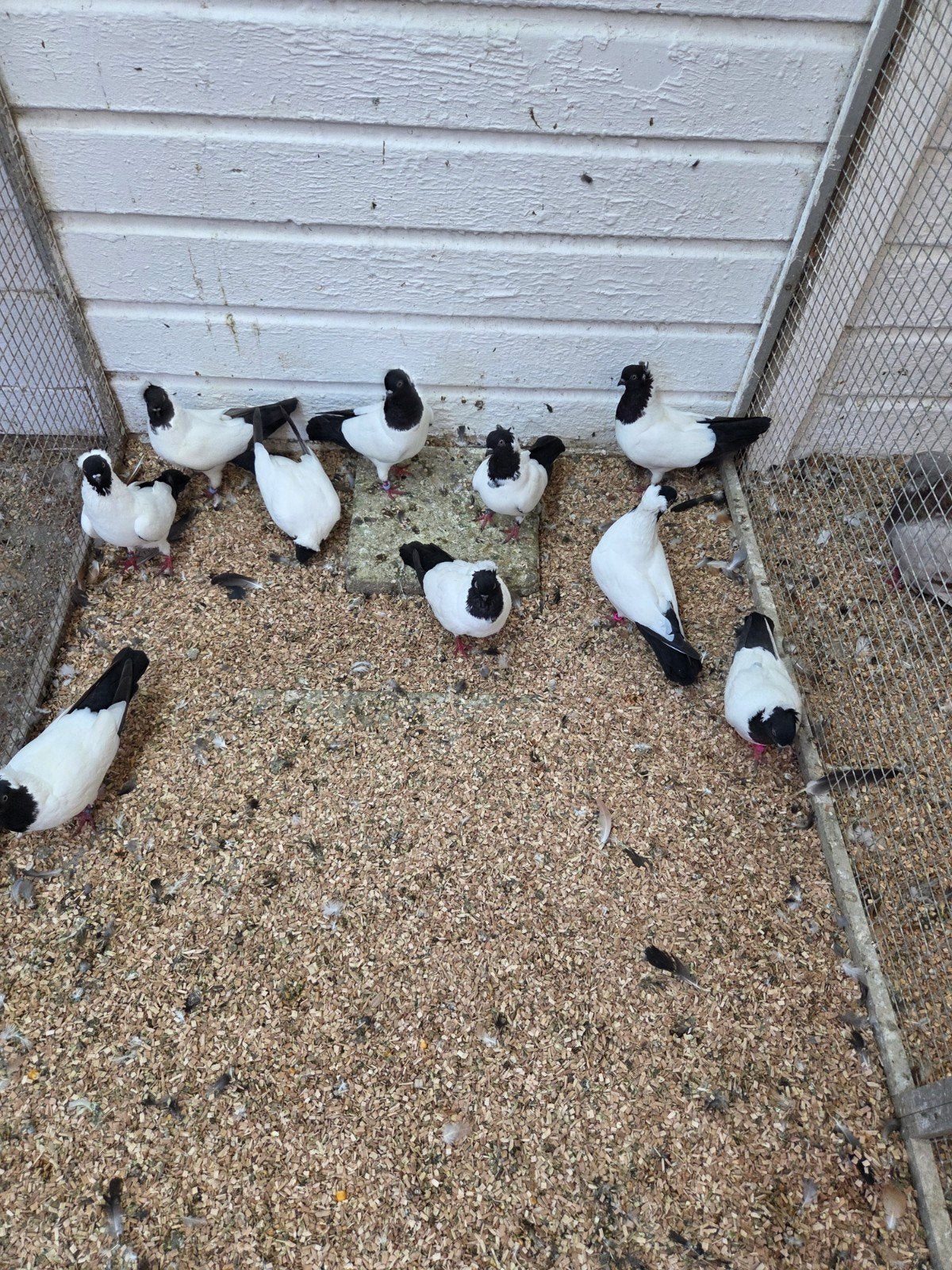 5 koppel non duifjes, Meerdere dieren, Overige soorten