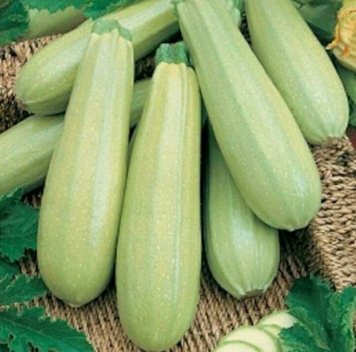 COURGETTE BIANCA DI TRIESTE PLANTEN, Ophalen, Volle zon, Groenteplanten, Eenjarig